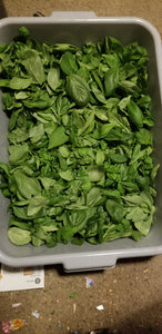 Italian Genovese Pesto Sauce  (1/2 pint jar)